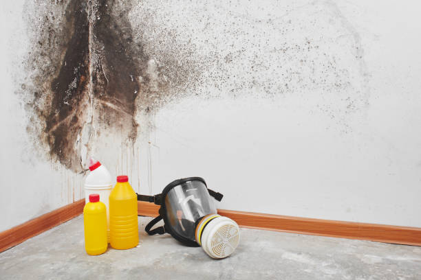 Best Mold Testing  in Quinlan, TX