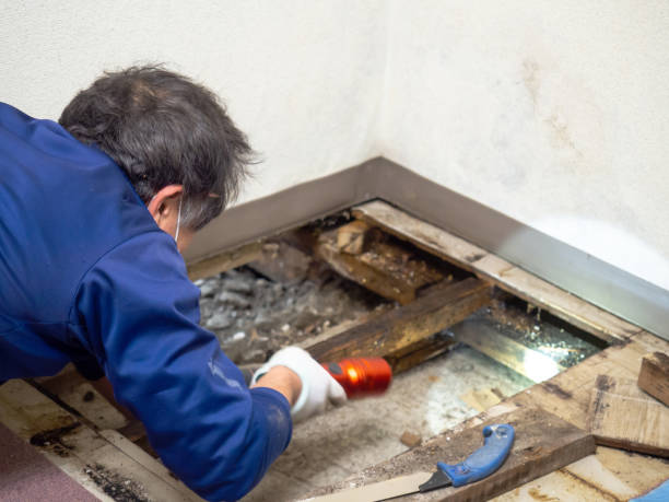 Best Water Damage Restoration  in Quinlan, TX
