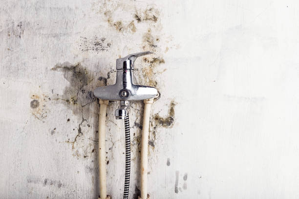 Best Office Mold Removal Services  in Quinlan, TX