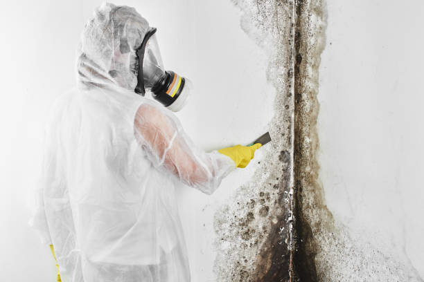 Best Mold Remediation  in Quinlan, TX