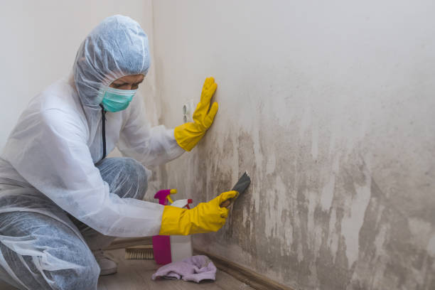 Best Mold Cleaning Services  in Quinlan, TX