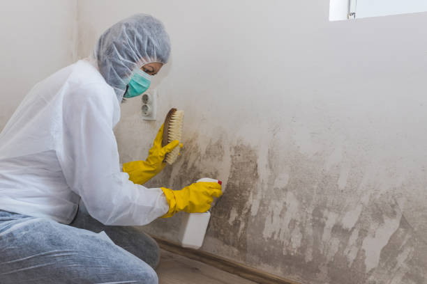 Best Best Mold Removal Companies  in Quinlan, TX