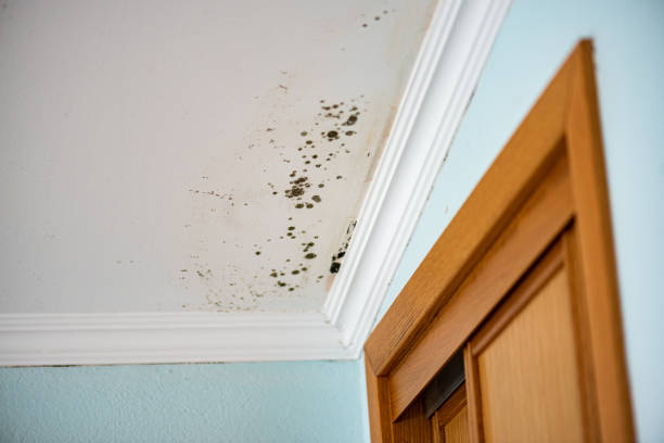 Professional Mold Removal in Quinlan, TX