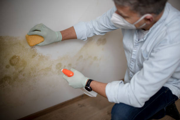 Best Mold Remediation  in Quinlan, TX