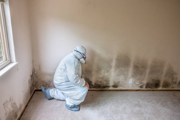 Best Mold Removal Near Me  in Quinlan, TX