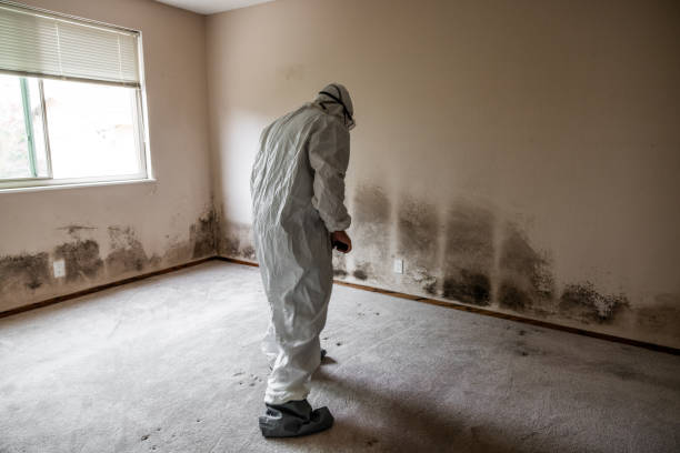 Best Mold Damage Repair  in Quinlan, TX
