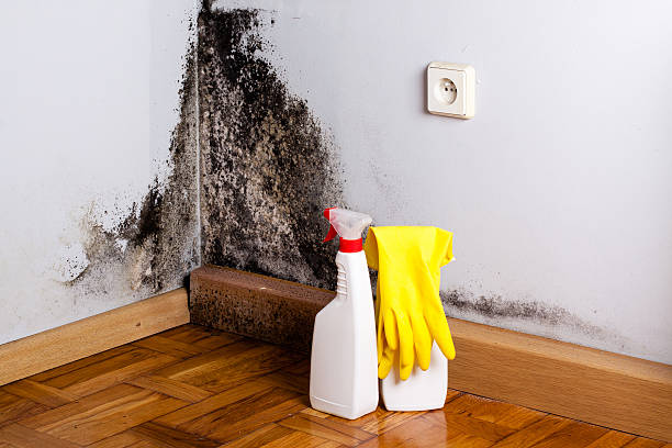 Best Mold Removal Company Near Me  in Quinlan, TX